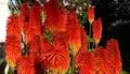  Red hot poker